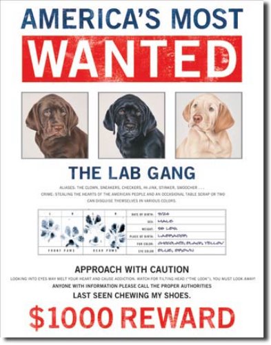 Americas Most Wanted The Lab Gang 틴사인31.5x40.5cm,메탈시티